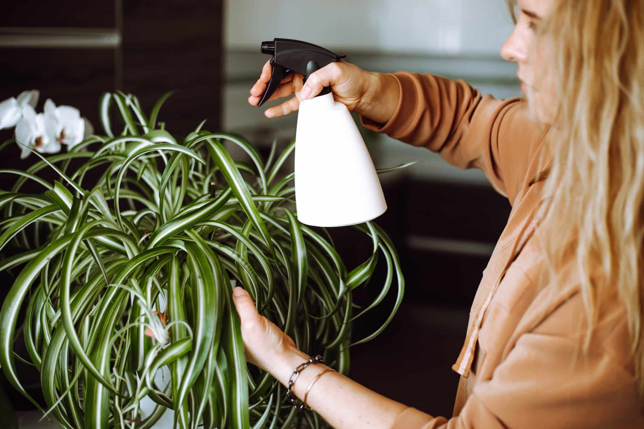 Spider plant improve the indoor air quality of your home, Residential Air Quality Management.